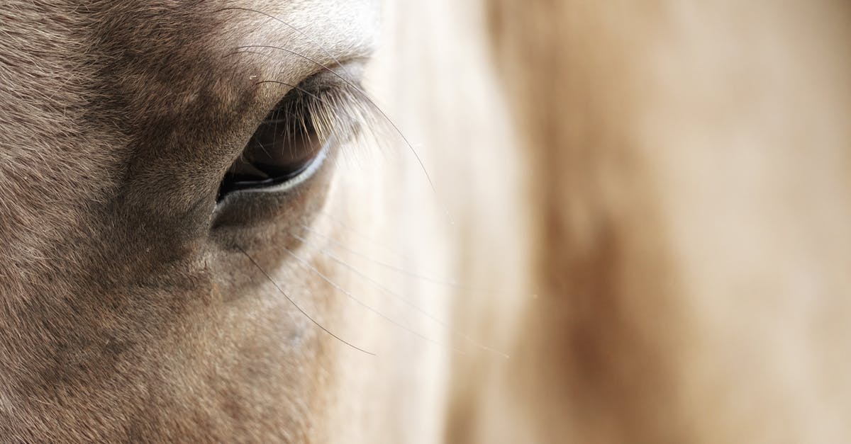 What animal parts can be included in head cheese? - Closeup of brown horse eye What animal parts can be included in head cheese? - Closeup of brown horse eye