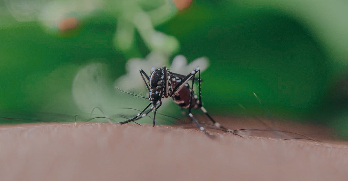 What animal parts can be included in head cheese? - Closeup of spotted mosquito with thin legs and proboscis sucking blood on skin with hairs of faceless person What animal parts can be included in head cheese? - Closeup of spotted mosquito with thin legs and proboscis sucking blood on skin with hairs of faceless person
