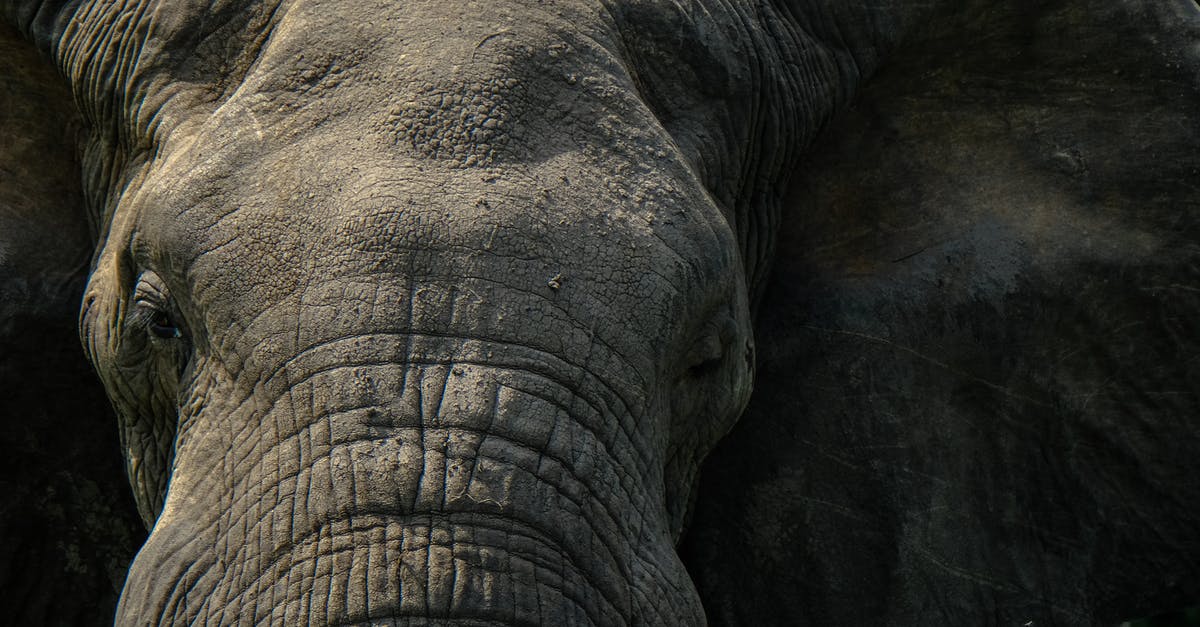 What animal parts can be included in head cheese? - Muzzle of elephant with wrinkles and spots on gray skin What animal parts can be included in head cheese? - Muzzle of elephant with wrinkles and spots on gray skin
