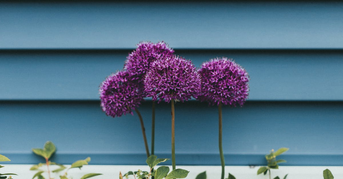 What are purple small Brinjals called in English? - What are purple small Brinjals called in English? -