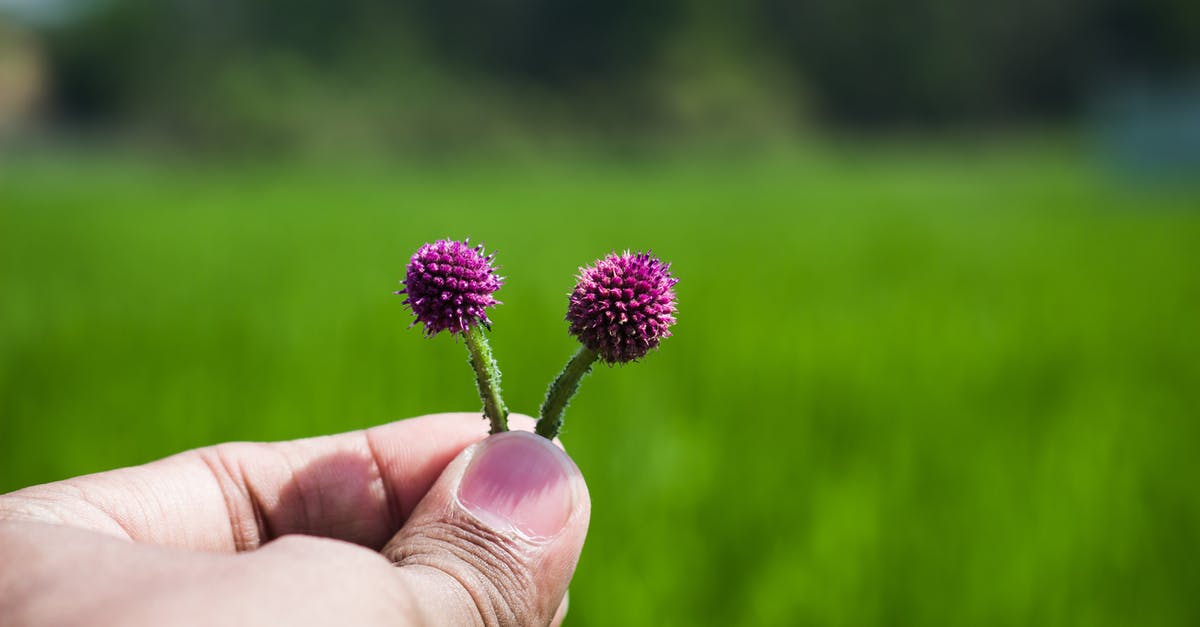 What are purple small Brinjals called in English? - For You What are purple small Brinjals called in English? - For You