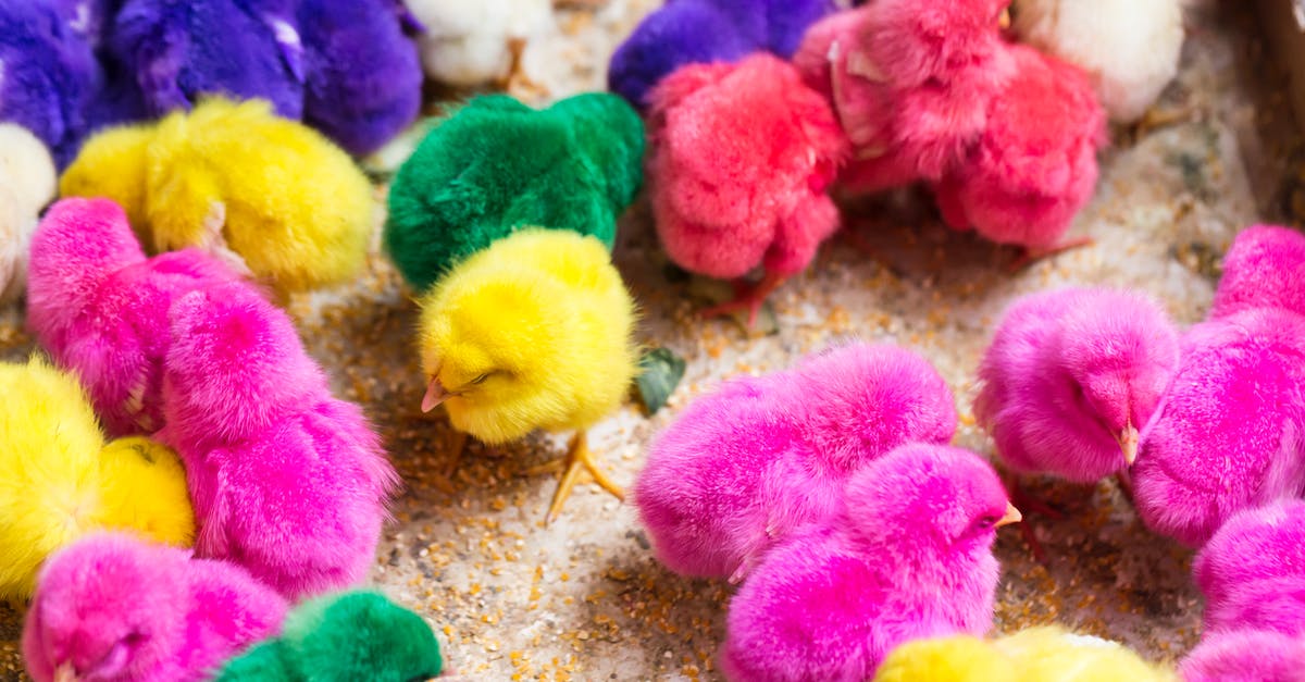 What are purple small Brinjals called in English? - Colorful vibrant chicks grazing on fowl farm What are purple small Brinjals called in English? - Colorful vibrant chicks grazing on fowl farm