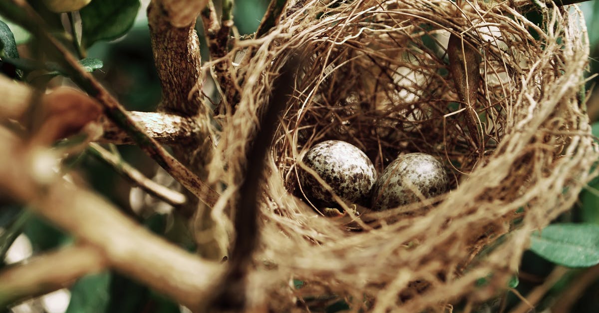 What are some of the best ways to shell an egg? [duplicate] - Tilt Shift Photo of Two White Bird Eggs on a Nest