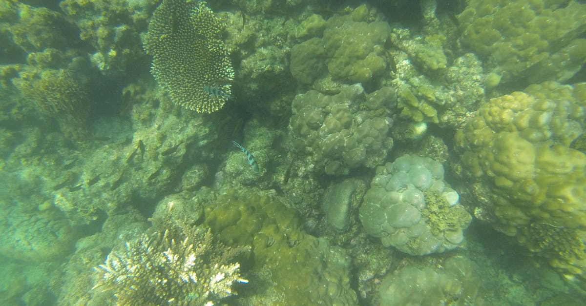 What are the categories of fish? - Fishes on Corals Underwater What are the categories of fish? - Fishes on Corals Underwater