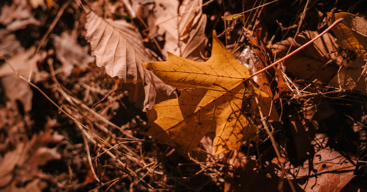 What are the differences between the grades of maple syrup? - Dry fallen leaves and thin brushwood on ground in autumn forest