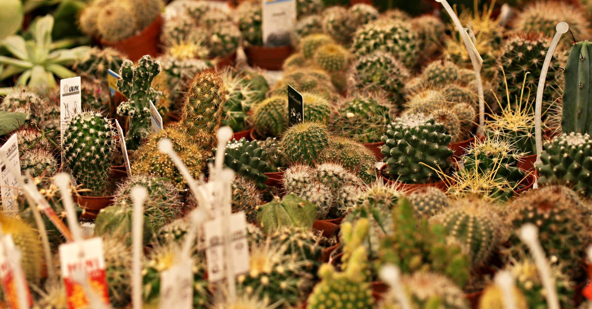 What are the different kinds of cheese? [duplicate] - Close-up of Various of Cactus Plants