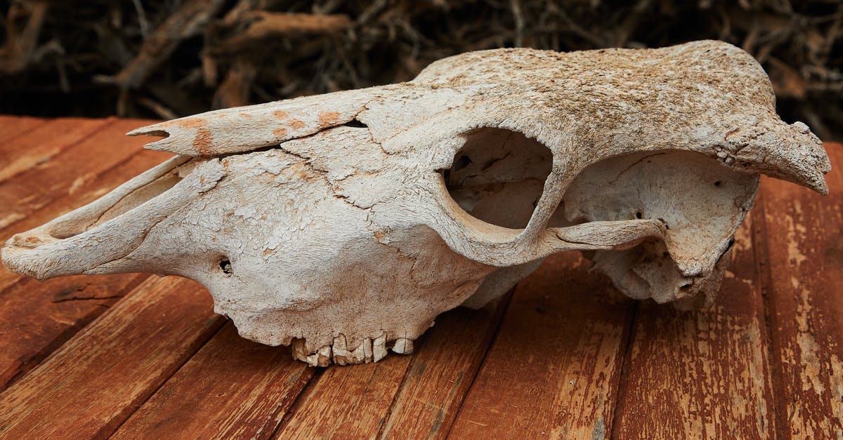 What are the natural and artificial sugars? - Old dry skull of mammal animal with cracks and holes placed on wooden table against blurred background What are the natural and artificial sugars? - Old dry skull of mammal animal with cracks and holes placed on wooden table against blurred background