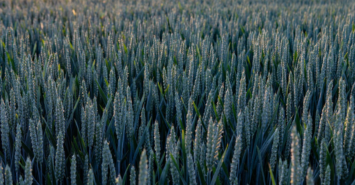 What are the parts of the corn plant? - Wheat Fields What are the parts of the corn plant? - Wheat Fields