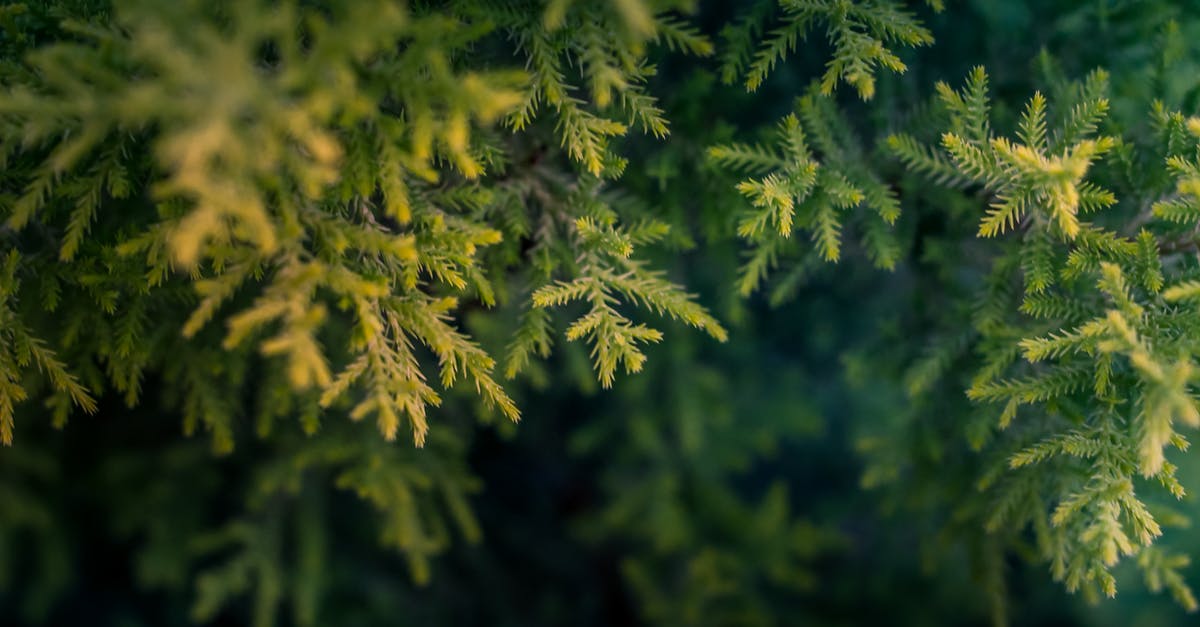 What are the safety considerations in making pine needle tea? - Green Tree Macro Photography What are the safety considerations in making pine needle tea? - Green Tree Macro Photography