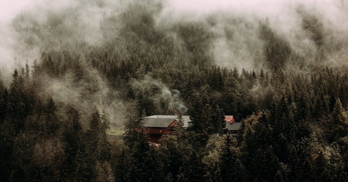 What are the safety considerations in making pine needle tea? - Wooden cottage located among dense forest with evergreen trees under gloomy misty sky What are the safety considerations in making pine needle tea? - Wooden cottage located among dense forest with evergreen trees under gloomy misty sky