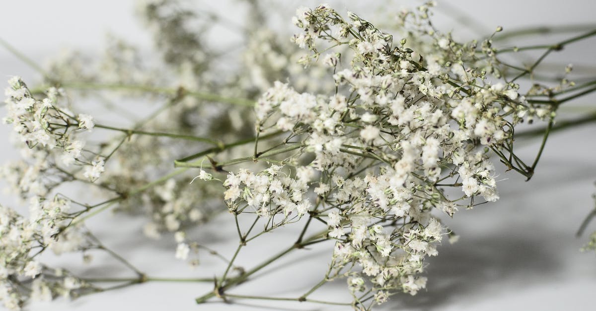 What are the tiny white self-moving objects on pasta? - Branches of gentle flowers of gypsophila What are the tiny white self-moving objects on pasta? - Branches of gentle flowers of gypsophila