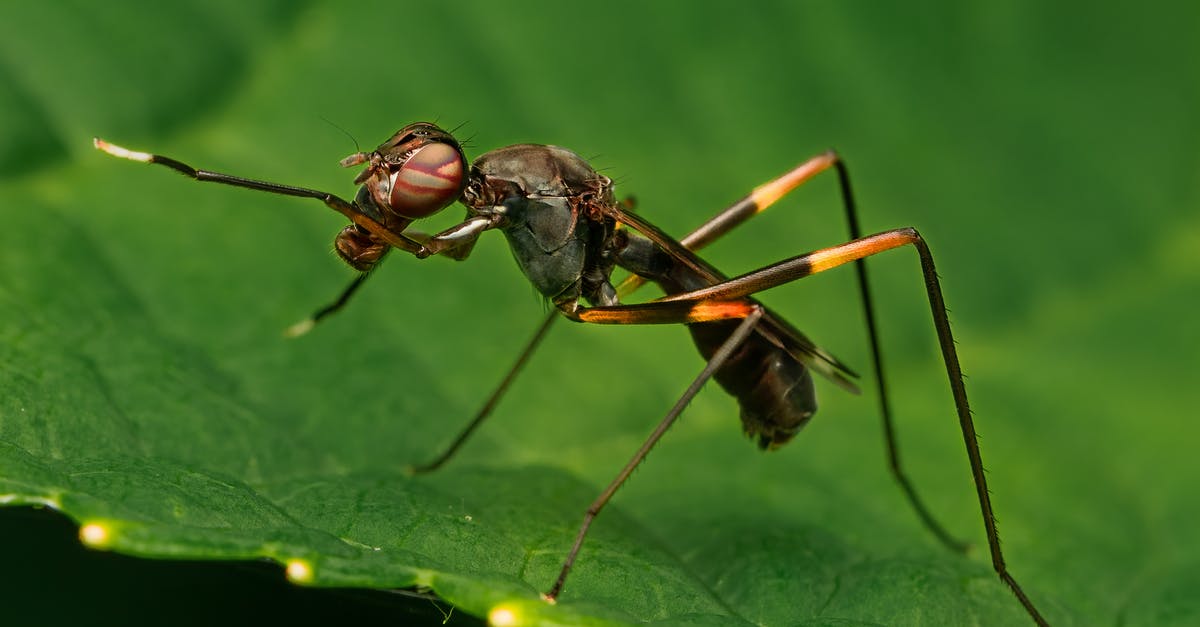What are these small long narrow yellow things? - Small insect with wings on green leaf What are these small long narrow yellow things? - Small insect with wings on green leaf