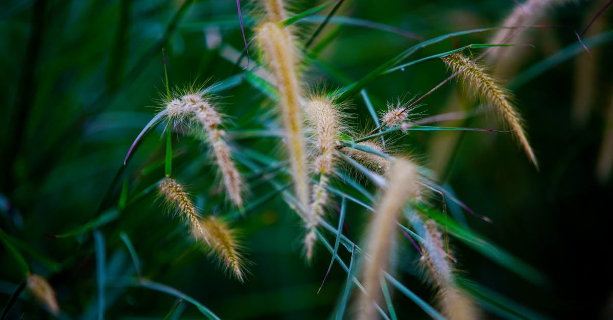 What are these small long narrow yellow things? - Grass growing in meadow in summertime What are these small long narrow yellow things? - Grass growing in meadow in summertime
