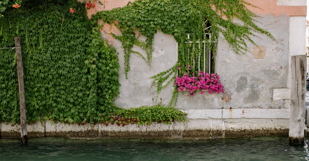 What are these stones? - Green Plant Beside Body of Water What are these stones? - Green Plant Beside Body of Water