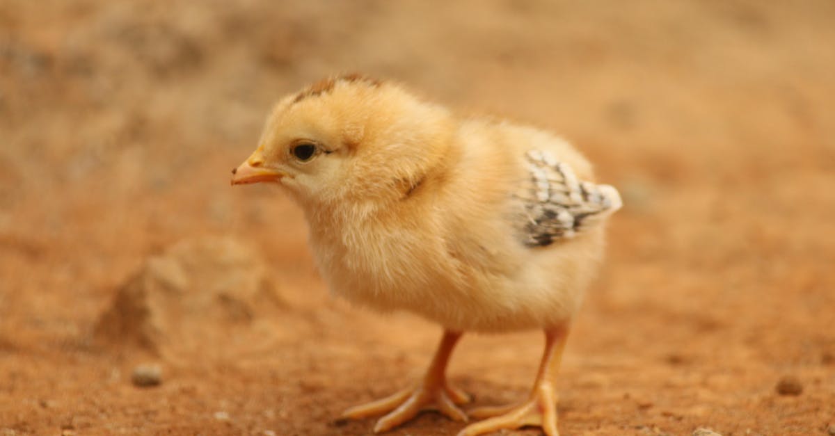 What are these tiny kidney bean sized things in my rotisserie chicken - Yellow Chick on Brown Sand What are these tiny kidney bean sized things in my rotisserie chicken - Yellow Chick on Brown Sand