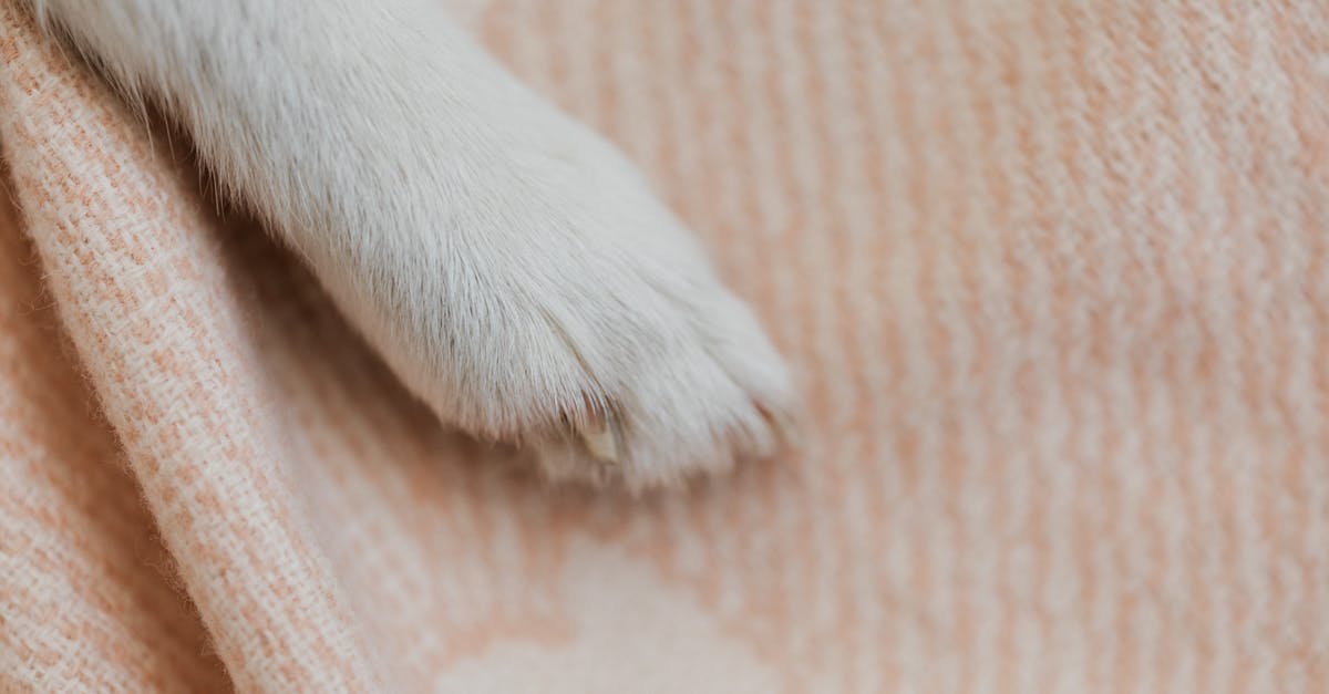 What are these white 'bits' in my nutella - White Short Coated Dog Paw on Brown Textile What are these white 'bits' in my nutella - White Short Coated Dog Paw on Brown Textile