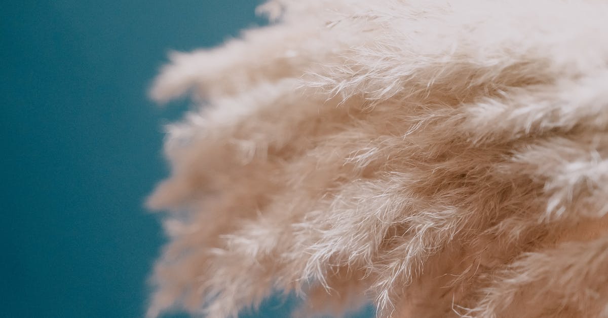 What are these white and thick things in my egg? - Pampas grass plants furry inflorescence plumes on blue background What are these white and thick things in my egg? - Pampas grass plants furry inflorescence plumes on blue background