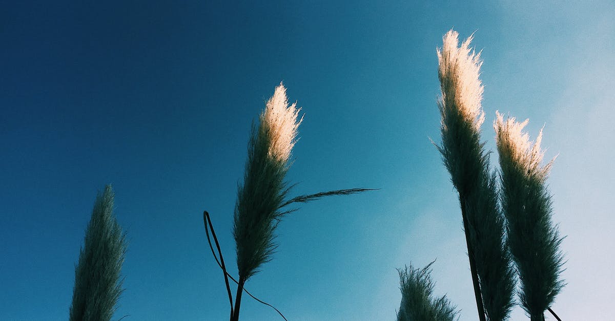 What are these white and thick things in my egg? - Low angle of Cortaderia plant with thin stalks with leaves and white fluffy panicles on inflorescence growing in nature under blue cloudless sky in sunny day What are these white and thick things in my egg? - Low angle of Cortaderia plant with thin stalks with leaves and white fluffy panicles on inflorescence growing in nature under blue cloudless sky in sunny day