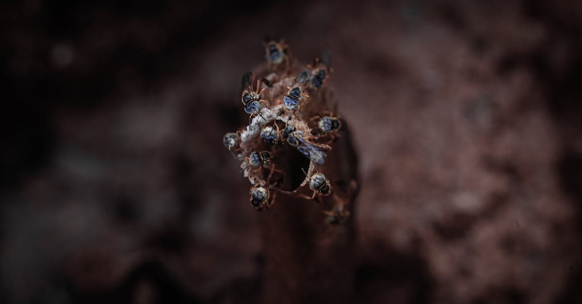 What are those little holes in some meat? - Macro Photography of Insects What are those little holes in some meat? - Macro Photography of Insects