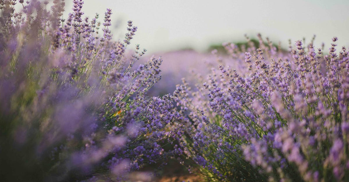 What Aromatic Fragrance that can be used in mouth fresher? - Purple Flower Field What Aromatic Fragrance that can be used in mouth fresher? - Purple Flower Field