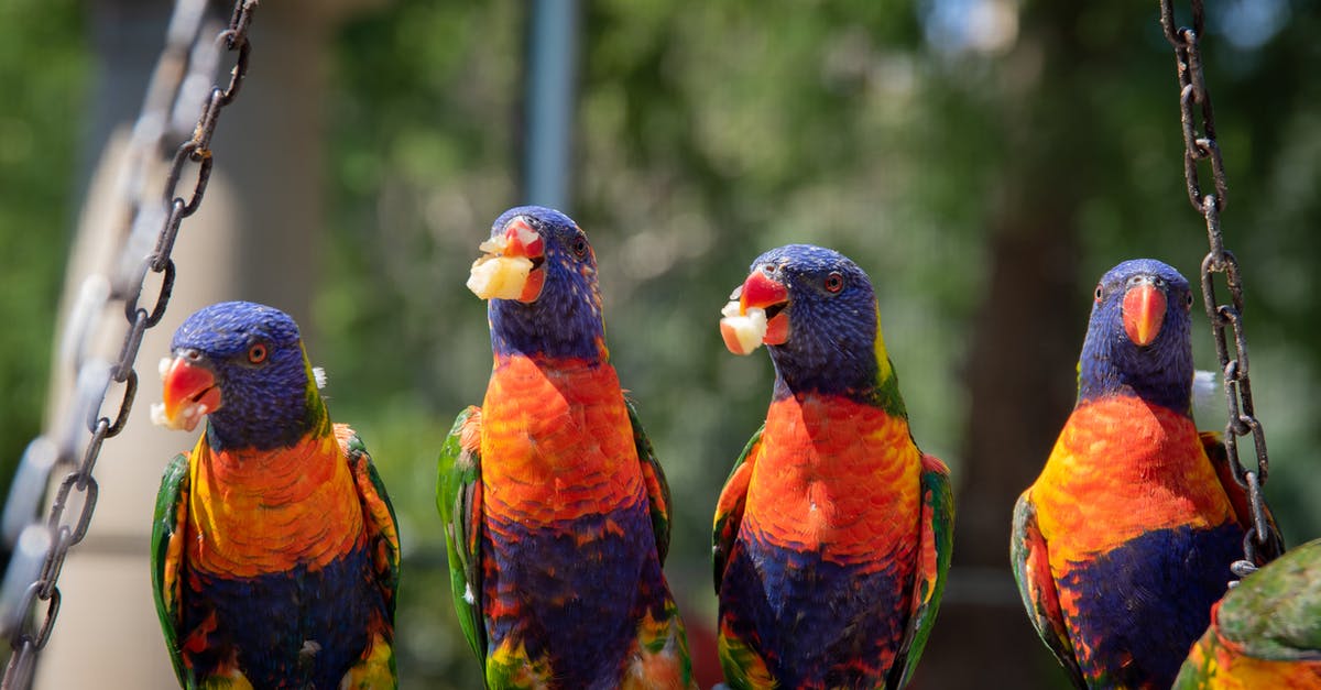 What batter was used on Birds Eye potato fritters? - Close-Up Photo of Four Parrots