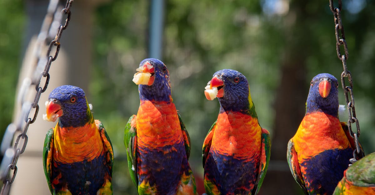 What batter was used on Birds Eye potato fritters? - Close-Up Photo of Four Parrots What batter was used on Birds Eye potato fritters? - Close-Up Photo of Four Parrots