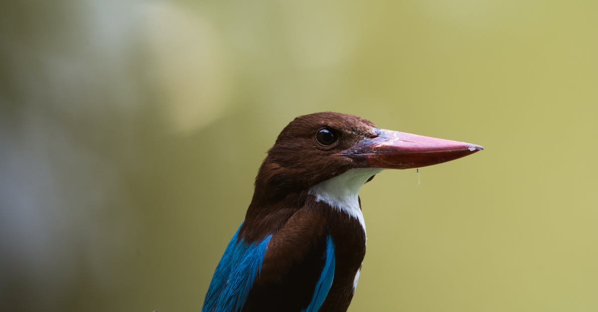 What batter was used on Birds Eye potato fritters? - Blue and Black Bird on Branch at Daytime What batter was used on Birds Eye potato fritters? - Blue and Black Bird on Branch at Daytime