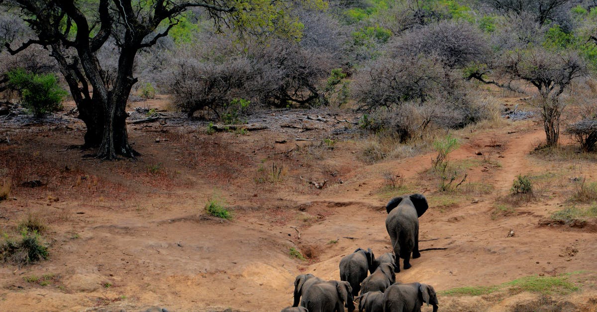 What can I do with a large amount of dried cilantro? - Elephants on Brown Mountain What can I do with a large amount of dried cilantro? - Elephants on Brown Mountain