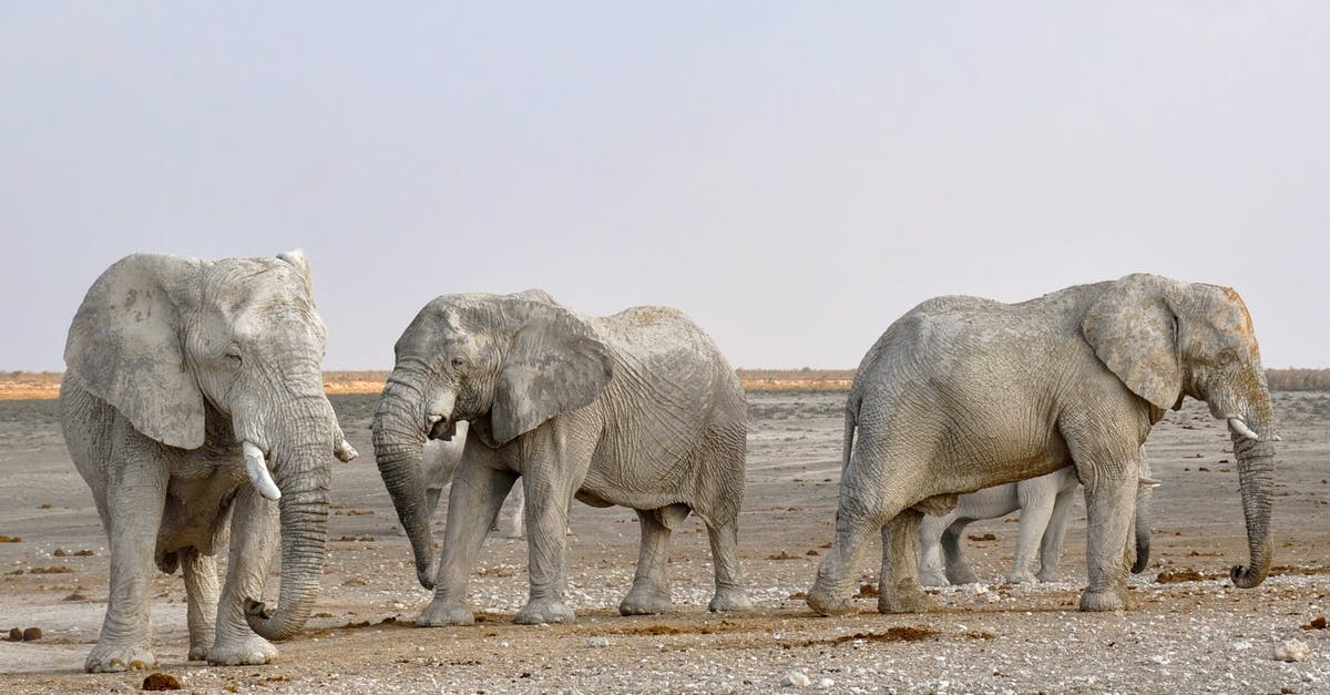 What can I do with a large amount of dried cilantro? - Side View of Elephant in a Row Against the Sky What can I do with a large amount of dried cilantro? - Side View of Elephant in a Row Against the Sky