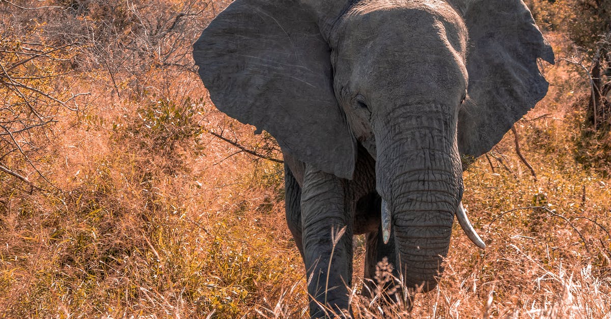 What can I do with a large amount of dried cilantro? - Elephant Near Plants and Trees What can I do with a large amount of dried cilantro? - Elephant Near Plants and Trees