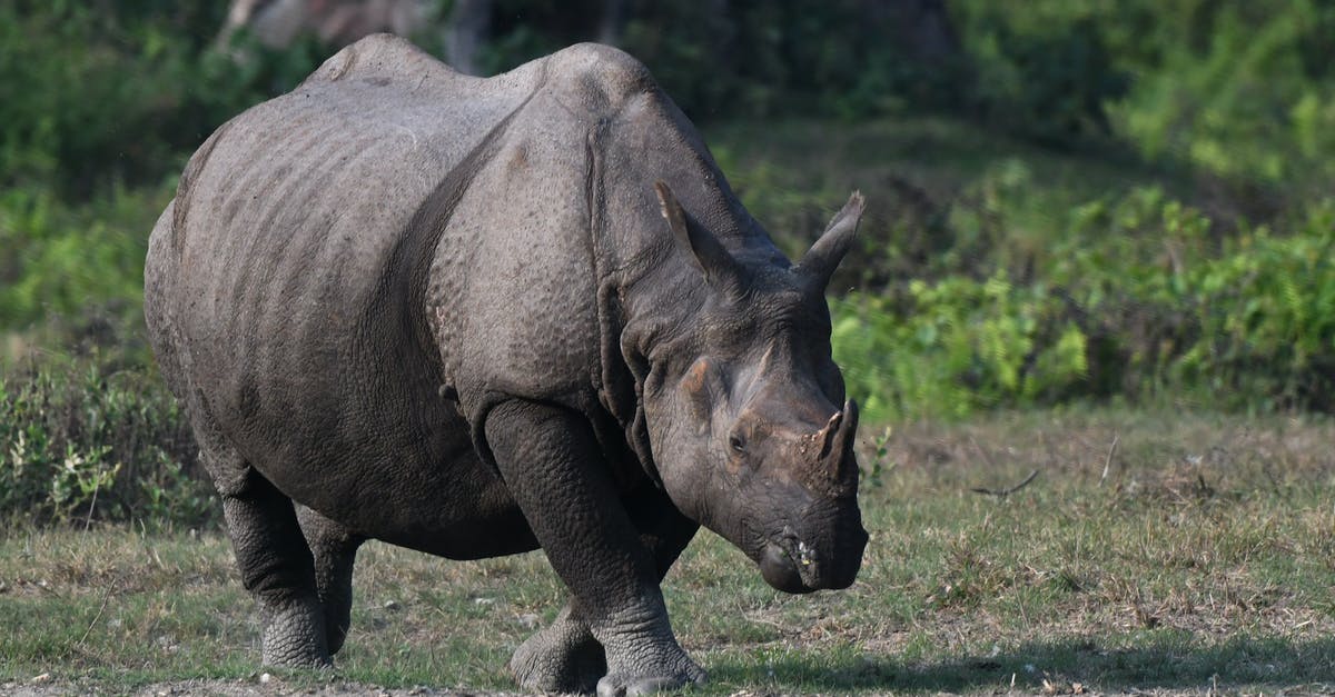 What can I do with a large amount of glacé cherries? [closed] - Brown Rhinoceros on Brown Soil