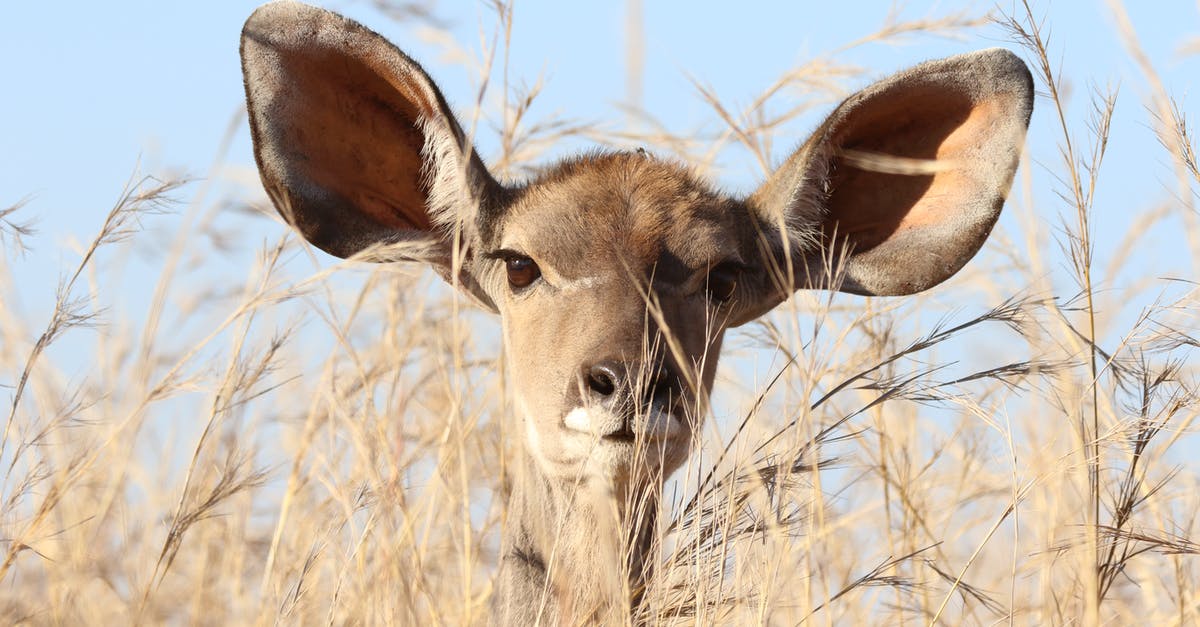 What can I do with a large amount of glacé cherries? [closed] - Deer Behind Grass