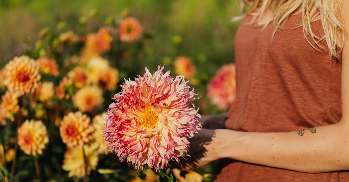 What can I do with an arm roast? [closed] - Woman Holding Pink and White Flowers