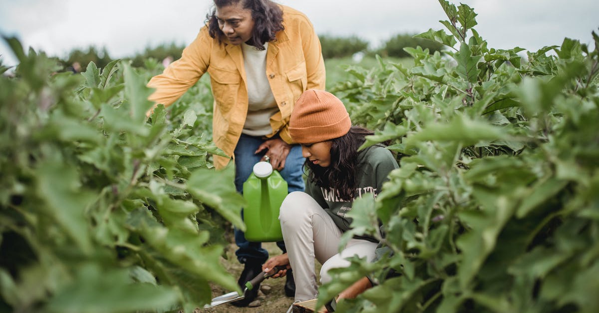 What can I do with vegetable water? - Adult ethnic female gardener with watering can near squatting daughter with trowel working land of plants on plantation What can I do with vegetable water? - Adult ethnic female gardener with watering can near squatting daughter with trowel working land of plants on plantation