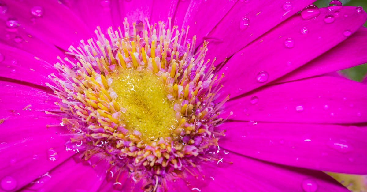 What can I substitute fennel pollen with? - Pink Flower in Close Up Photography What can I substitute fennel pollen with? - Pink Flower in Close Up Photography