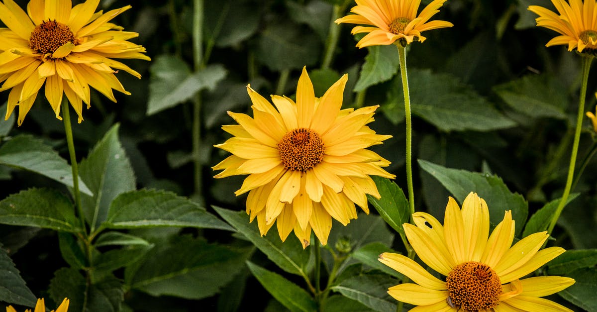 What can I substitute fennel pollen with? - Perennial Sunflowers in Bloom What can I substitute fennel pollen with? - Perennial Sunflowers in Bloom