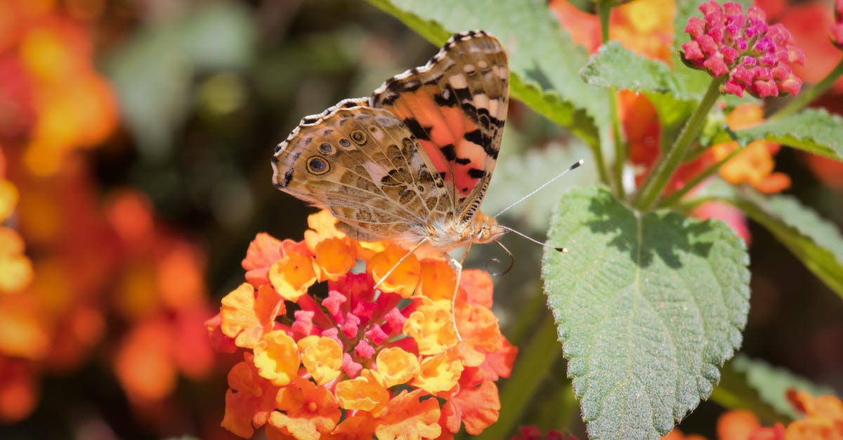 What can I substitute fennel pollen with? - Close-Up Photo of Butterfly Perched on Flower What can I substitute fennel pollen with? - Close-Up Photo of Butterfly Perched on Flower
