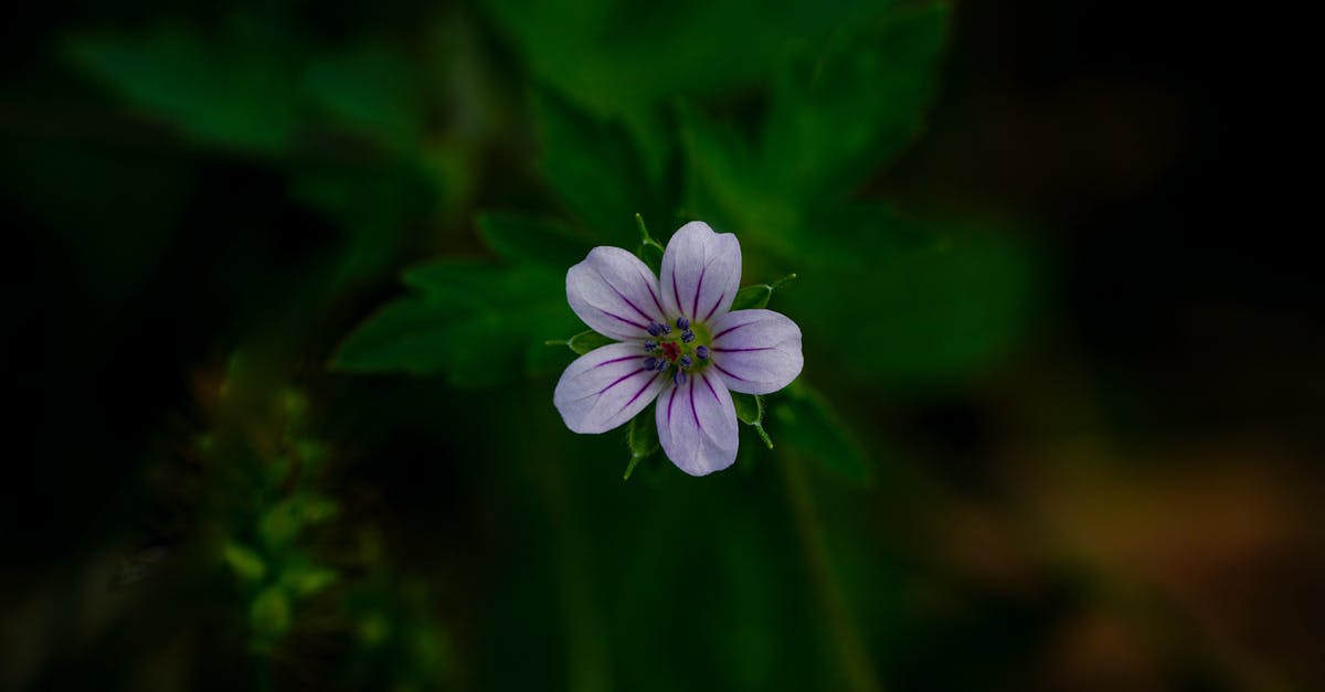 What can I substitute fennel pollen with? - Purple Flower in Tilt Shift Lens What can I substitute fennel pollen with? - Purple Flower in Tilt Shift Lens