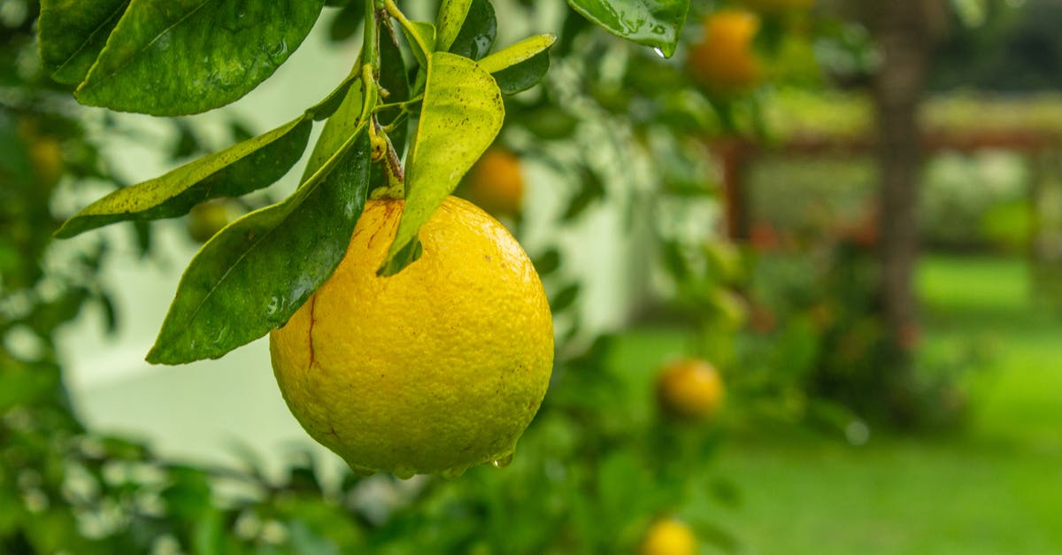 What can I substitute for Kaffir Lime Leaves? - Closeup Photo of Round Green Fruit