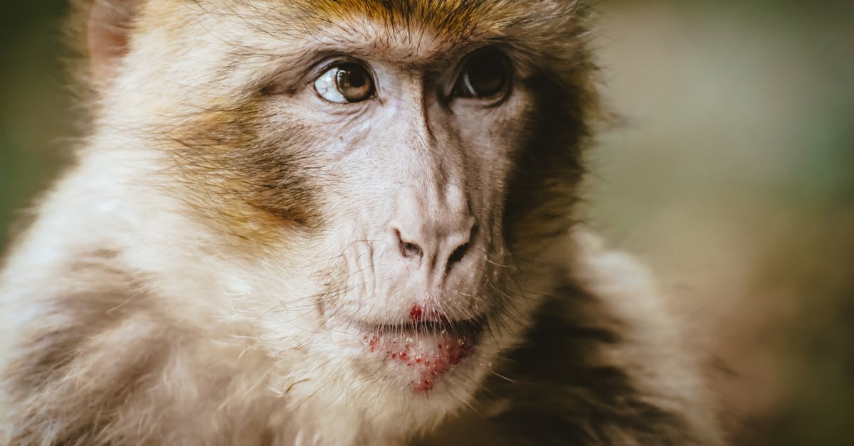 What can I use as a substitute for canned refrigerated biscuits in monkey bread? - A Brown Hairy Monkey in Close-Up Photography What can I use as a substitute for canned refrigerated biscuits in monkey bread? - A Brown Hairy Monkey in Close-Up Photography