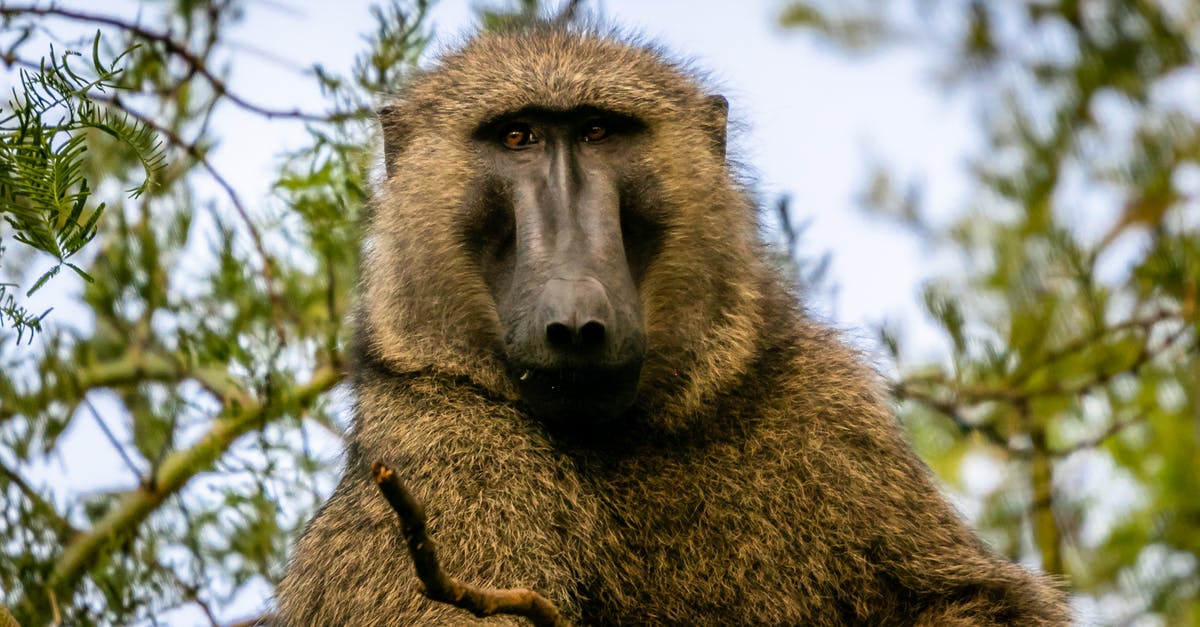 What can I use as a substitute for canned refrigerated biscuits in monkey bread? - Brown Monkey on Tree Branch What can I use as a substitute for canned refrigerated biscuits in monkey bread? - Brown Monkey on Tree Branch