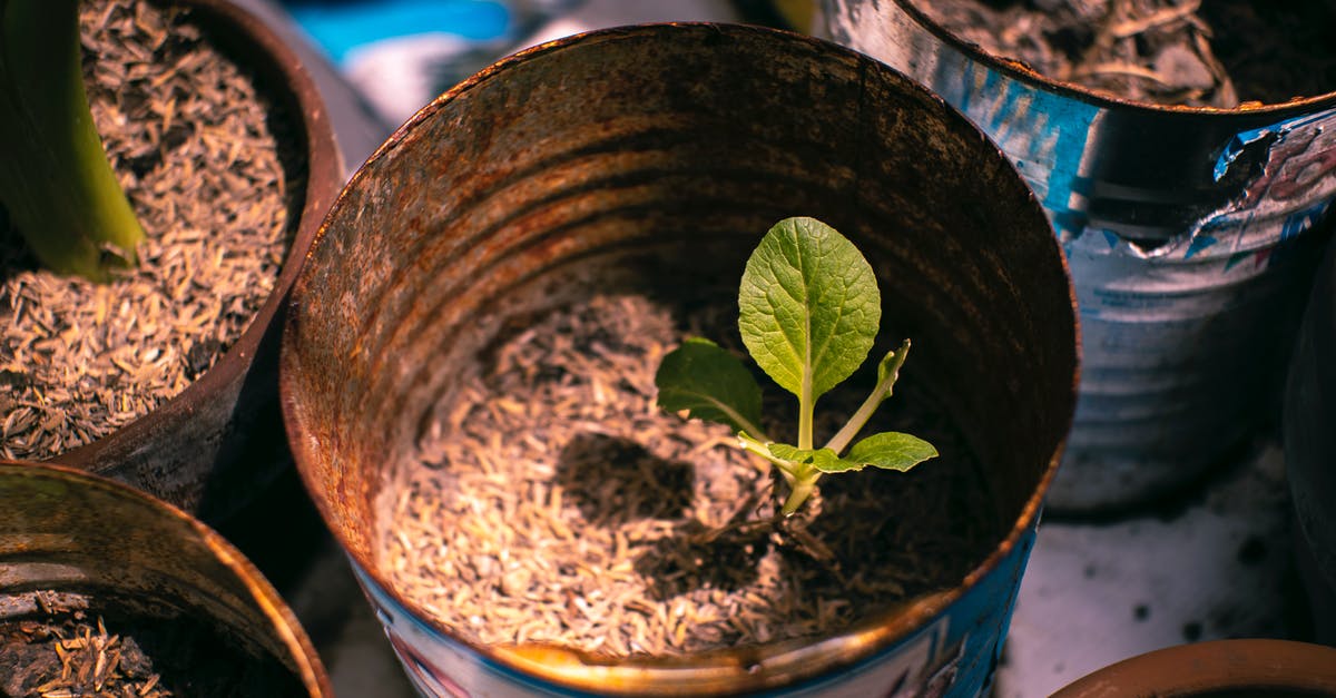 What can I use as the leaf in dolma? - Small green plant growing in metal can What can I use as the leaf in dolma? - Small green plant growing in metal can