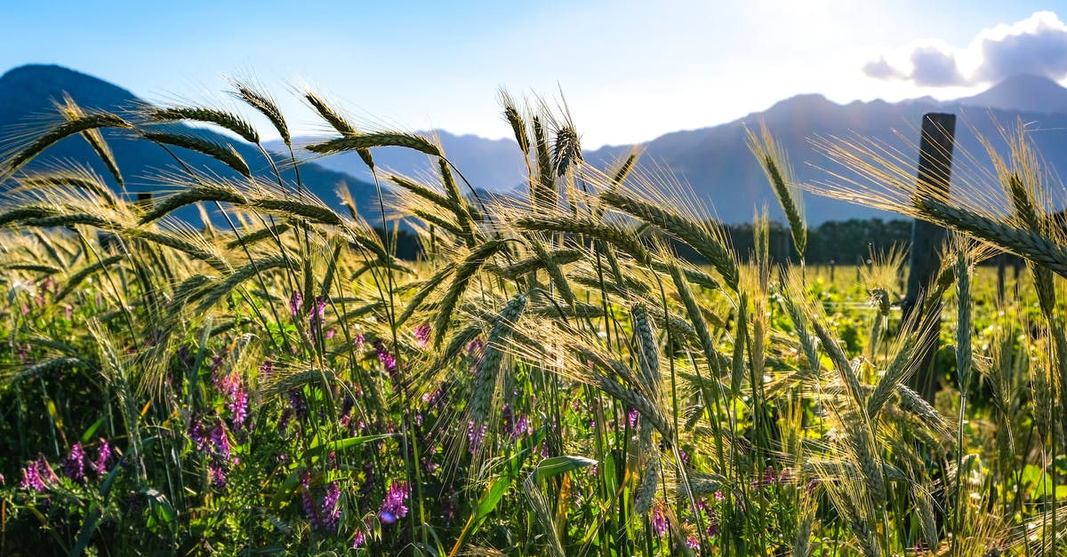 What can substitute for barley in soup - Purple Flower Field What can substitute for barley in soup - Purple Flower Field