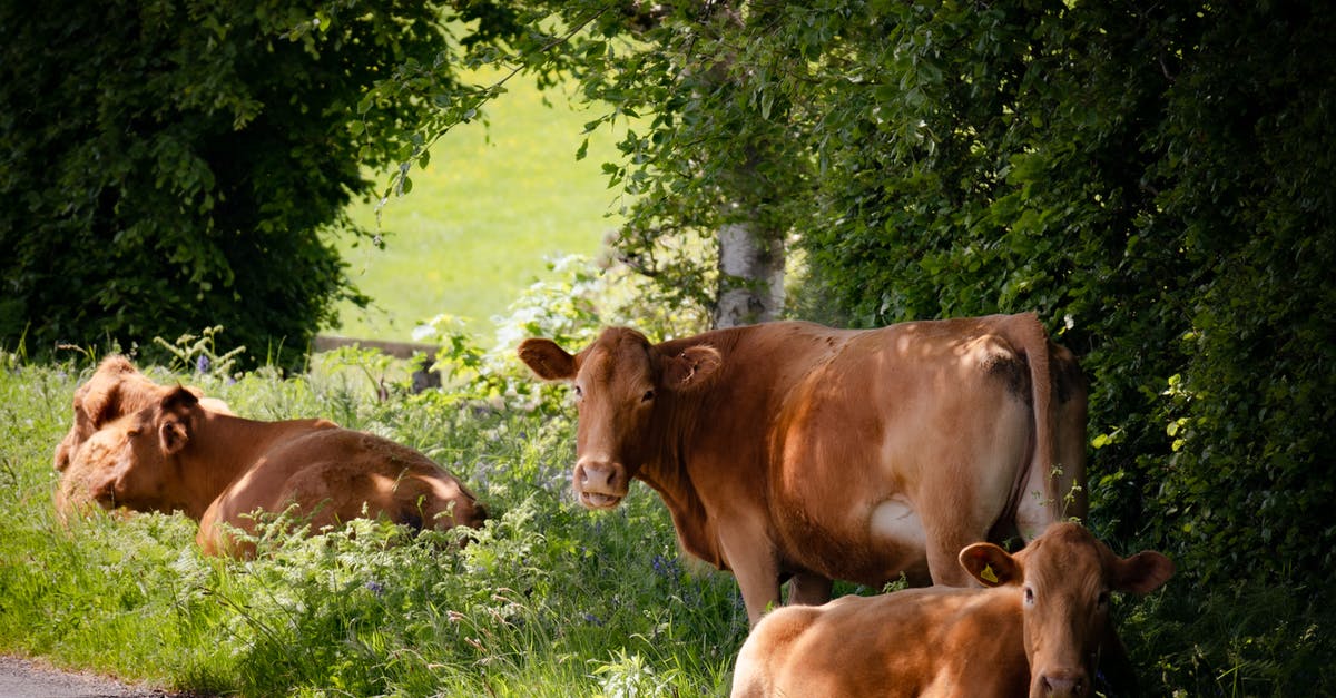 What cattle do we get our "beef" from in the US? - Brown Cow on Green Grass Field What cattle do we get our "beef" from in the US? - Brown Cow on Green Grass Field