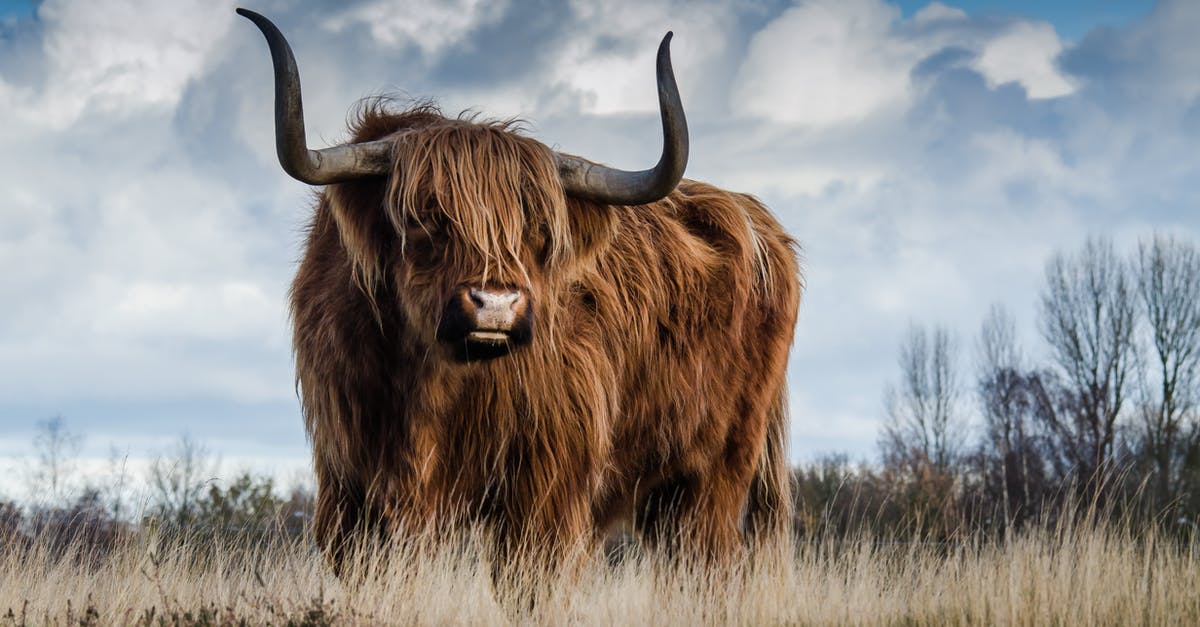 What cattle do we get our "beef" from in the US? - Brown Bull on Green Glass Field Under Grey and Blue Cloudy Sky What cattle do we get our "beef" from in the US? - Brown Bull on Green Glass Field Under Grey and Blue Cloudy Sky