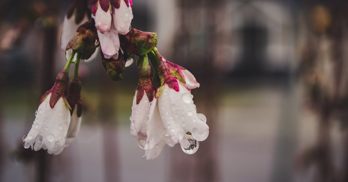 What caused my meringue to fall after adding cocoa? - White Petaled Flowers Selective Focus Photography What caused my meringue to fall after adding cocoa? - White Petaled Flowers Selective Focus Photography