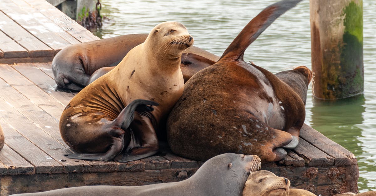 What causes seals to fail when canning? - Seal Lying on Brown Sand What causes seals to fail when canning? - Seal Lying on Brown Sand