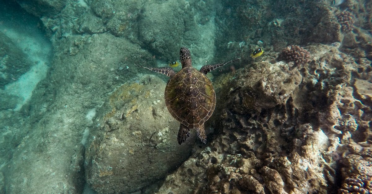 What causes some fish to get texture like mashed potato suddenly? - Black sea turtle swimming near a shallow coral reef What causes some fish to get texture like mashed potato suddenly? - Black sea turtle swimming near a shallow coral reef