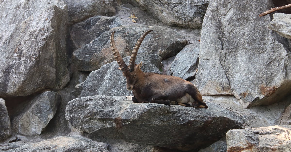 What cut of goat is appropriate for stews? - Brown Ram on Gray Rock What cut of goat is appropriate for stews? - Brown Ram on Gray Rock