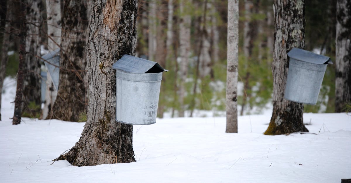 What do I do with mildly fermented maple syrup? - Metal buckets attached on maple trees trunks for sap collection in snowy winter forest What do I do with mildly fermented maple syrup? - Metal buckets attached on maple trees trunks for sap collection in snowy winter forest